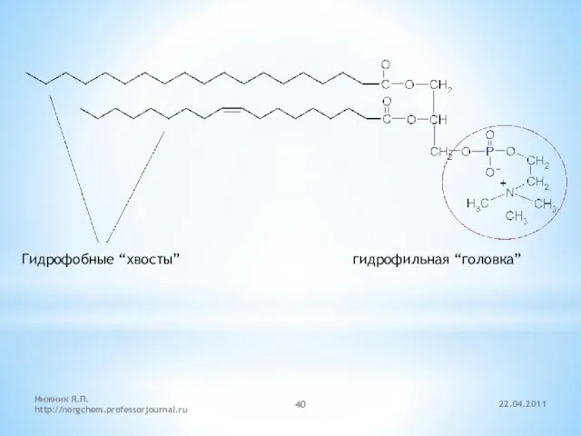 22.04.2011 Нижник Я.П. http://norgchem.professorjournal.ru Гидрофобные “хвосты” гидрофильная “головка”