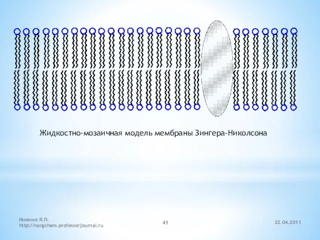 22.04.2011 Нижник Я.П. http://norgchem.professorjournal.ru Жидкостно-мозаичная модель мембраны Зингера-Николсона