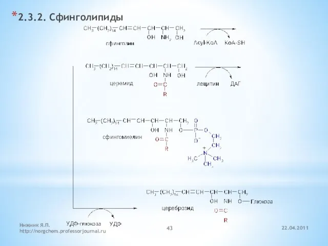 22.04.2011 Нижник Я.П. http://norgchem.professorjournal.ru 2.3.2. Сфинголипиды