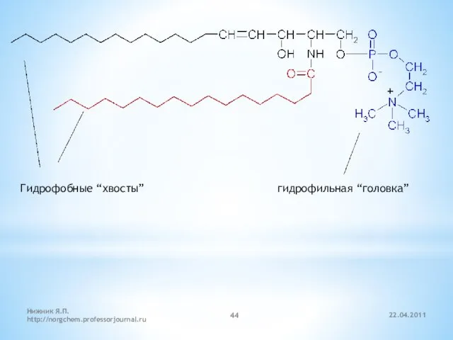 22.04.2011 Нижник Я.П. http://norgchem.professorjournal.ru Гидрофобные “хвосты” гидрофильная “головка”