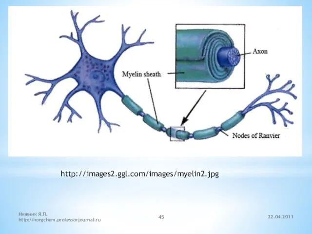 22.04.2011 Нижник Я.П. http://norgchem.professorjournal.ru http://images2.ggl.com/images/myelin2.jpg