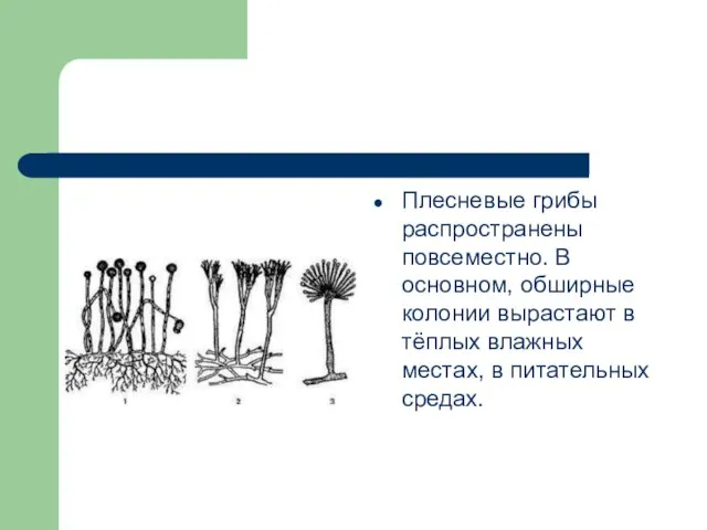 Плесневые грибы распространены повсеместно. В основном, обширные колонии вырастают в тёплых влажных местах, в питательных средах.