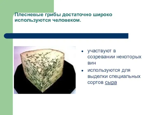 Плесневые грибы достаточно широко используются человеком. участвуют в созревании некоторых вин используются