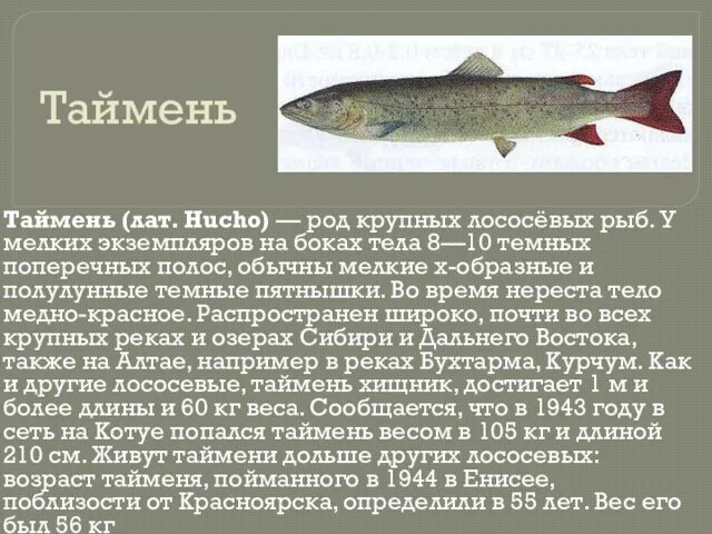 Таймень Таймень (лат. Hucho) — род крупных лососёвых рыб. У мелких экземпляров