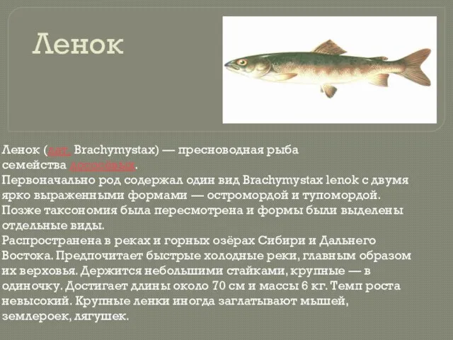Ленок Ленок (лат. Brachymystax) — пресноводная рыба семейства лососёвых. Первоначально род содержал