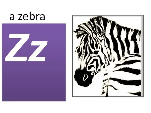 a zebra Zz
