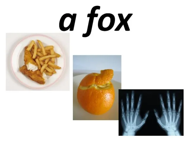 a fox