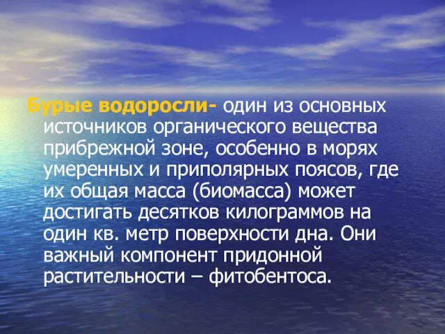 Бурые водоросли- один из основных источников органического вещества прибрежной зоне, особенно в