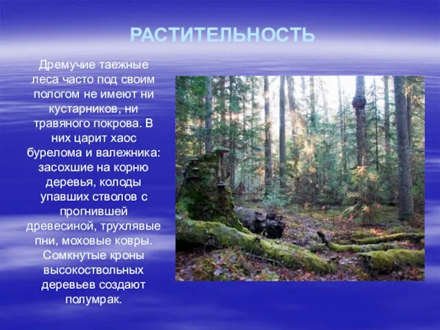 РАСТИТЕЛЬНОСТЬ Дремучие таежные леса часто под своим пологом не имеют ни кустарников,