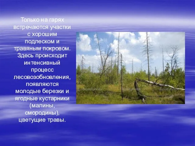 Только на гарях встречаются участки с хорошим подлеском и травяным покровом. Здесь