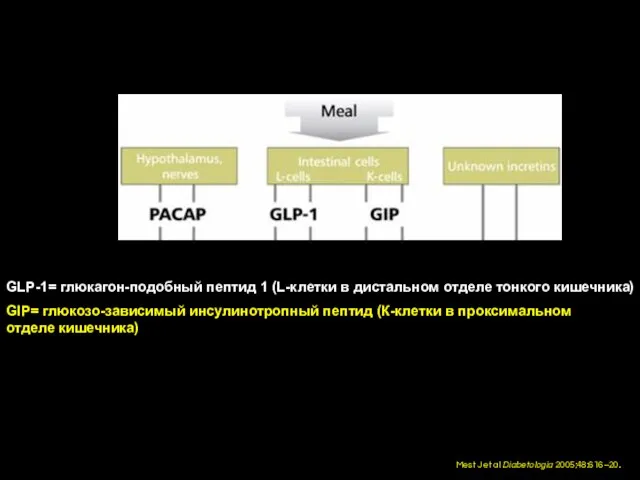 Mest J et al Diabetologia 2005;48:616–20. GLP-1= глюкагон-подобный пептид 1 (L-клетки в