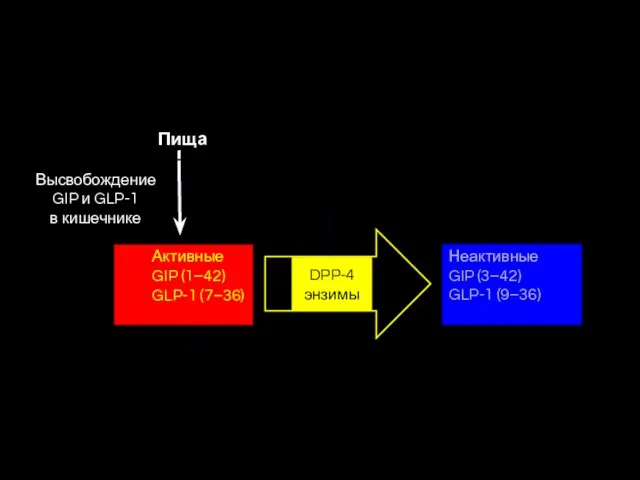 Высвобождение GIP и GLP-1 в кишечнике Активные GIP (1–42) GLP-1 (7–36) Пища