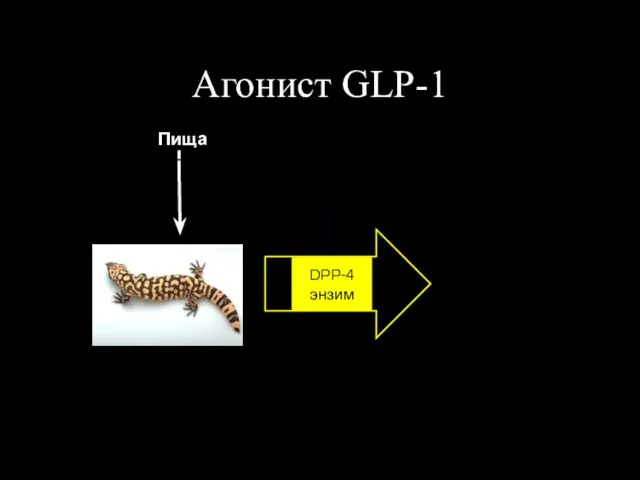 Пища Rapid degradation (minutes) DPP-4 энзим Агонист GLP-1