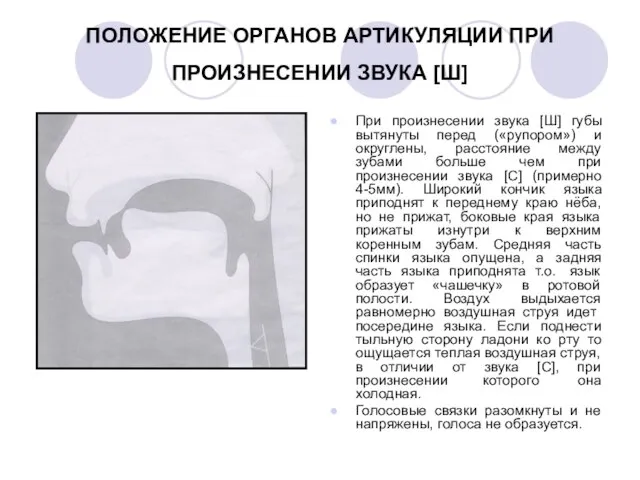 ПОЛОЖЕНИЕ ОРГАНОВ АРТИКУЛЯЦИИ ПРИ ПРОИЗНЕСЕНИИ ЗВУКА [Ш] При произнесении звука [Ш] губы