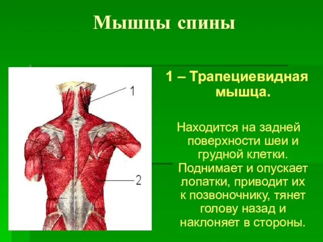 Мышцы спины 1 – Трапециевидная мышца. Находится на задней поверхности шеи и