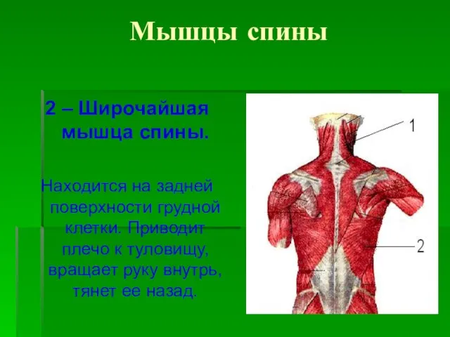 Мышцы спины 2 – Широчайшая мышца спины. Находится на задней поверхности грудной