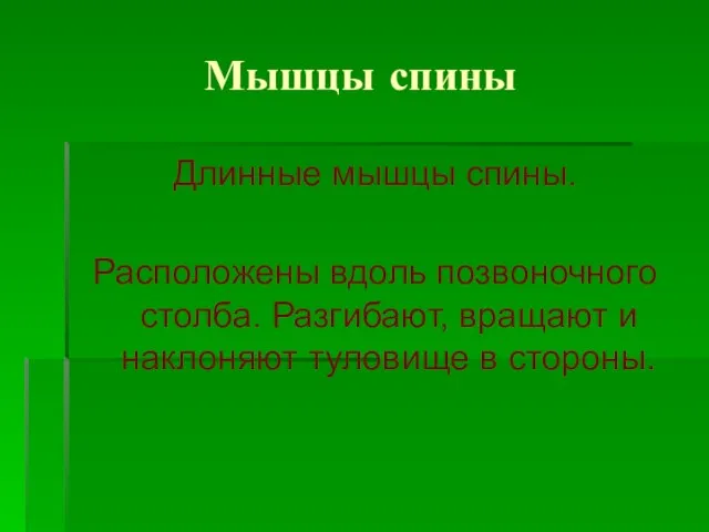 Мышцы спины Длинные мышцы спины. Расположены вдоль позвоночного столба. Разгибают, вращают и наклоняют туловище в стороны.