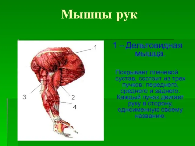Мышцы рук 1 – Дельтовидная мышца. Покрывает плечевой сустав, состоит из трех