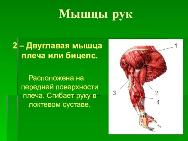 Мышцы рук 2 – Двуглавая мышца плеча или бицепс. Расположена на передней