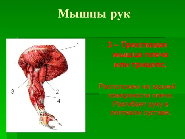 Мышцы рук 3 – Трехглавая мышца плеча или трицепс. Расположен на задней