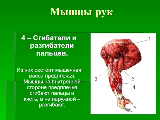 Мышцы рук 4 – Сгибатели и разгибатели пальцев. Из них состоит мышечная