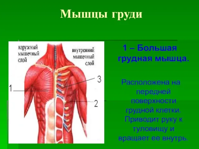 Мышцы груди 1 – Большая грудная мышца. Расположена на передней поверхности грудной