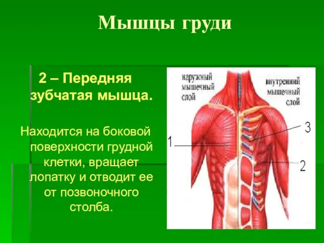 Мышцы груди 2 – Передняя зубчатая мышца. Находится на боковой поверхности грудной