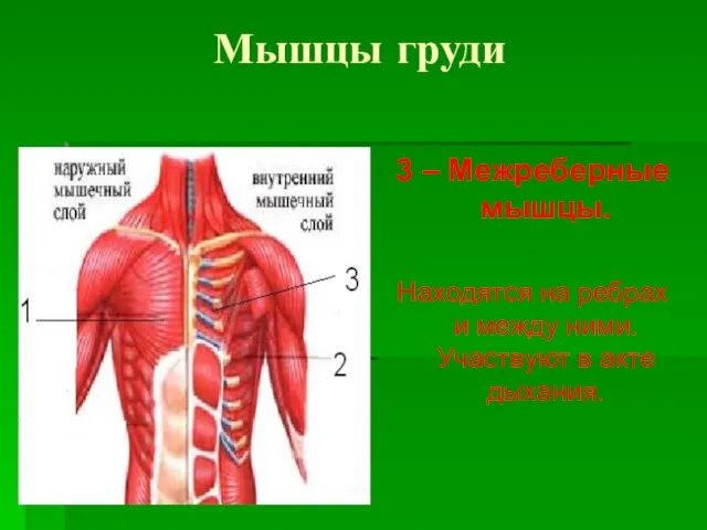 Мышцы груди 3 – Межреберные мышцы. Находятся на ребрах и между ними. Участвуют в акте дыхания.