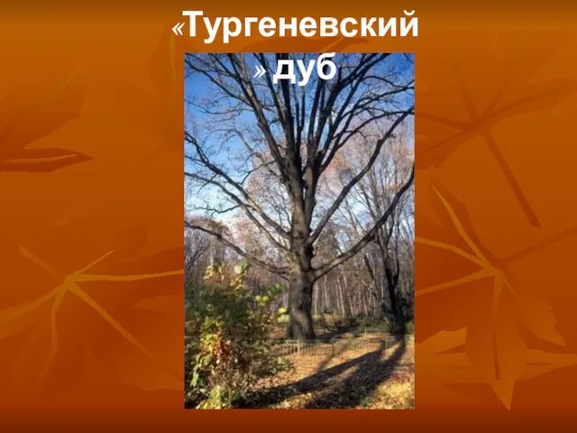 «Тургеневский» дуб