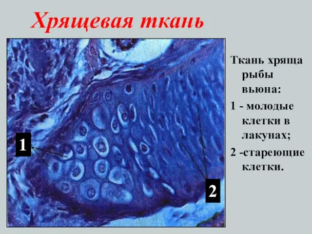 Хрящевая ткань Ткань хряща рыбы вьюна: 1 - молодые клетки в лакунах;