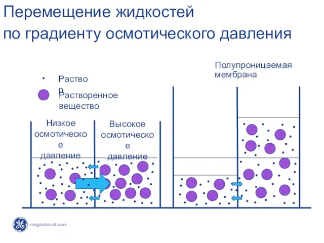 Перемещение жидкостей по градиенту осмотического давления Полупроницаемая мембрана Низкое осмотическое давление Высокое