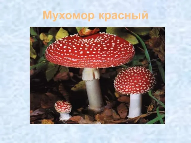 Мухомор красный