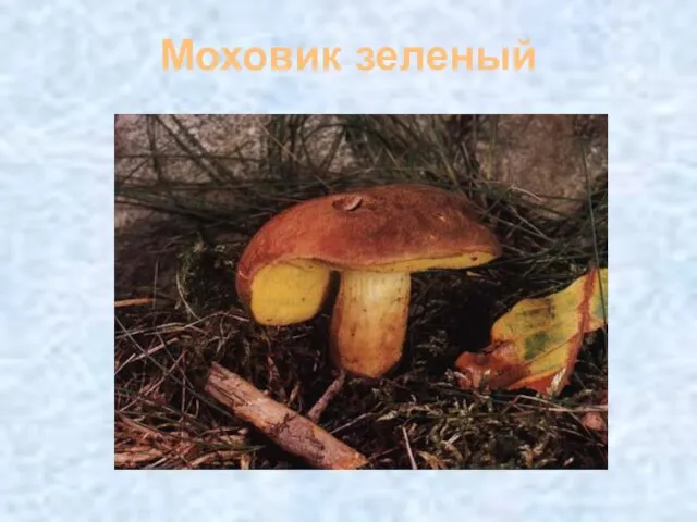 Моховик зеленый