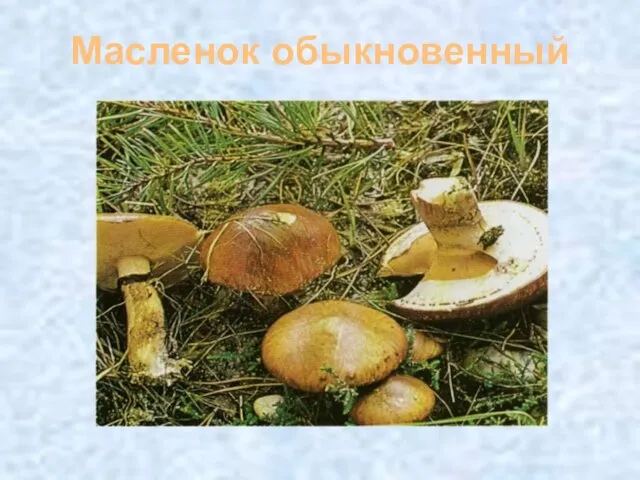 Масленок обыкновенный