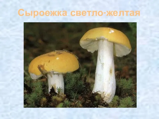 Сыроежка светло-желтая