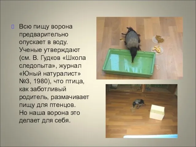 Всю пищу ворона предварительно опускает в воду. Ученые утверждают (см. В. Гудков