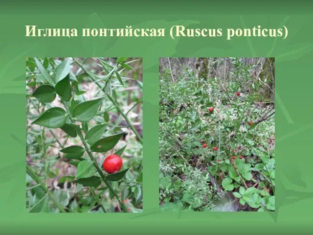 Иглица понтийская (Ruscus ponticus)