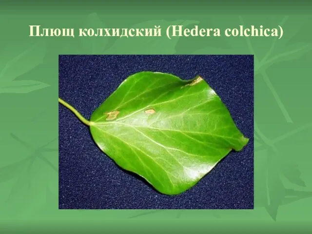 Плющ колхидский (Hedera colchica)