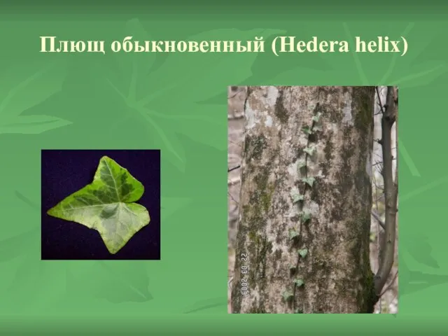 Плющ обыкновенный (Hedera helix)