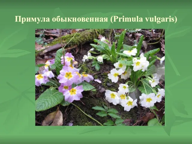 Примула обыкновенная (Primula vulgaris)