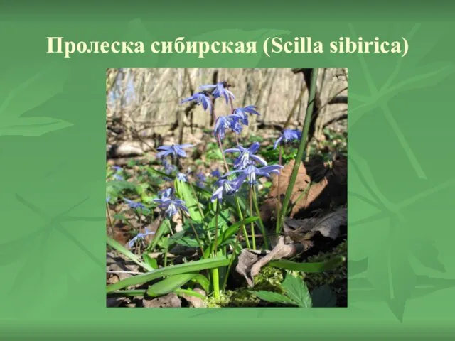 Пролеска сибирская (Scilla sibirica)