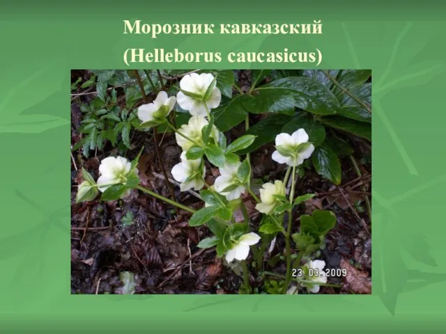 Морозник кавказский (Helleborus caucasicus)