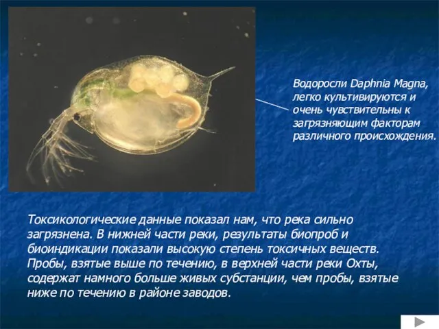 Токсикологические данные показал нам, что река сильно загрязнена. В нижней части реки,