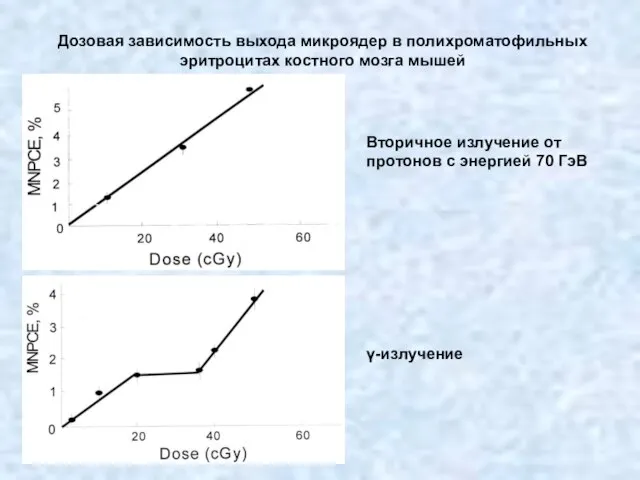 Дозовая зависимость выхода микроядер в полихроматофильных эритроцитах костного мозга мышей Вторичное излучение
