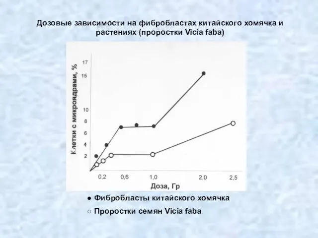 Дозовые зависимости на фибробластах китайского хомячка и растениях (проростки Vicia faba) Фибробласты