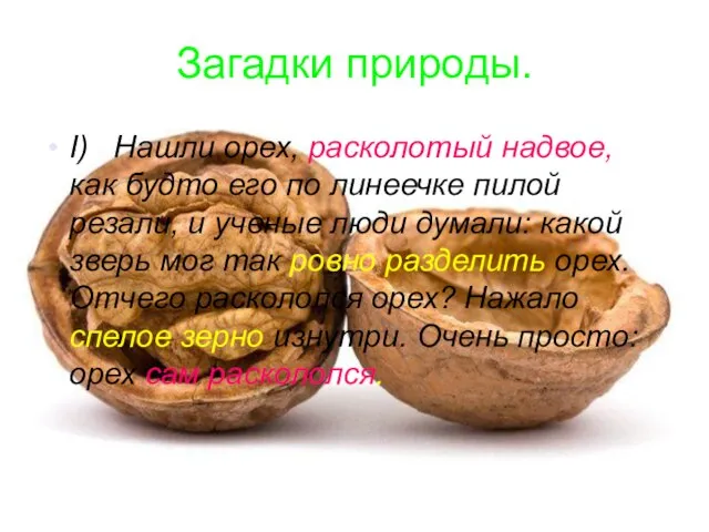 Загадки природы. I) Нашли орех, расколотый надвое, как будто его по линеечке