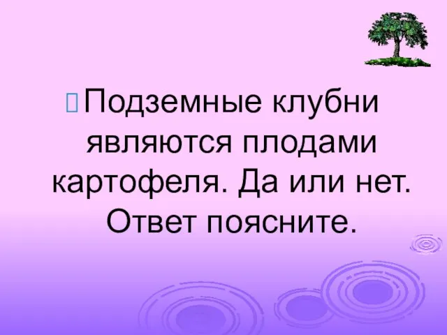 Подземные клубни являются плодами картофеля. Да или нет. Ответ поясните.