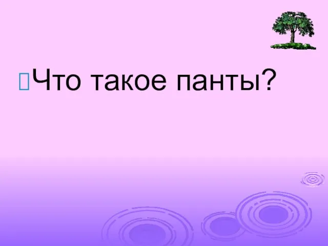 Что такое панты?