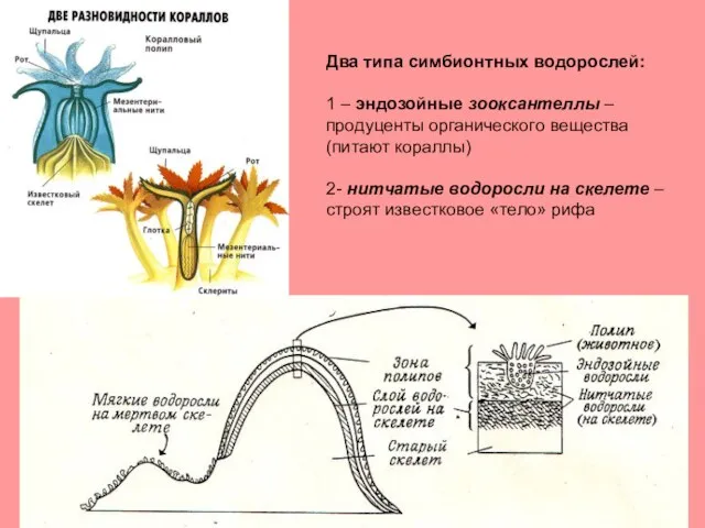 Два типа симбионтных водорослей: 1 – эндозойные зооксантеллы – продуценты органического вещества