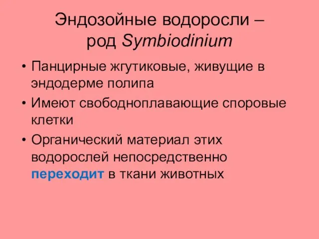 Эндозойные водоросли – род Symbiodinium Панцирные жгутиковые, живущие в эндодерме полипа Имеют